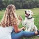 labrador brincando na grama com tutora