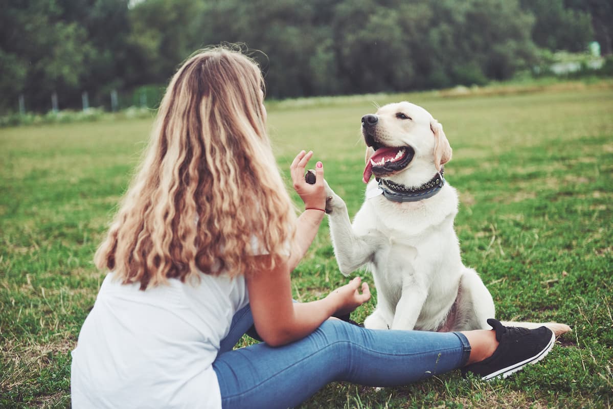 labrador brincando na grama com tutora