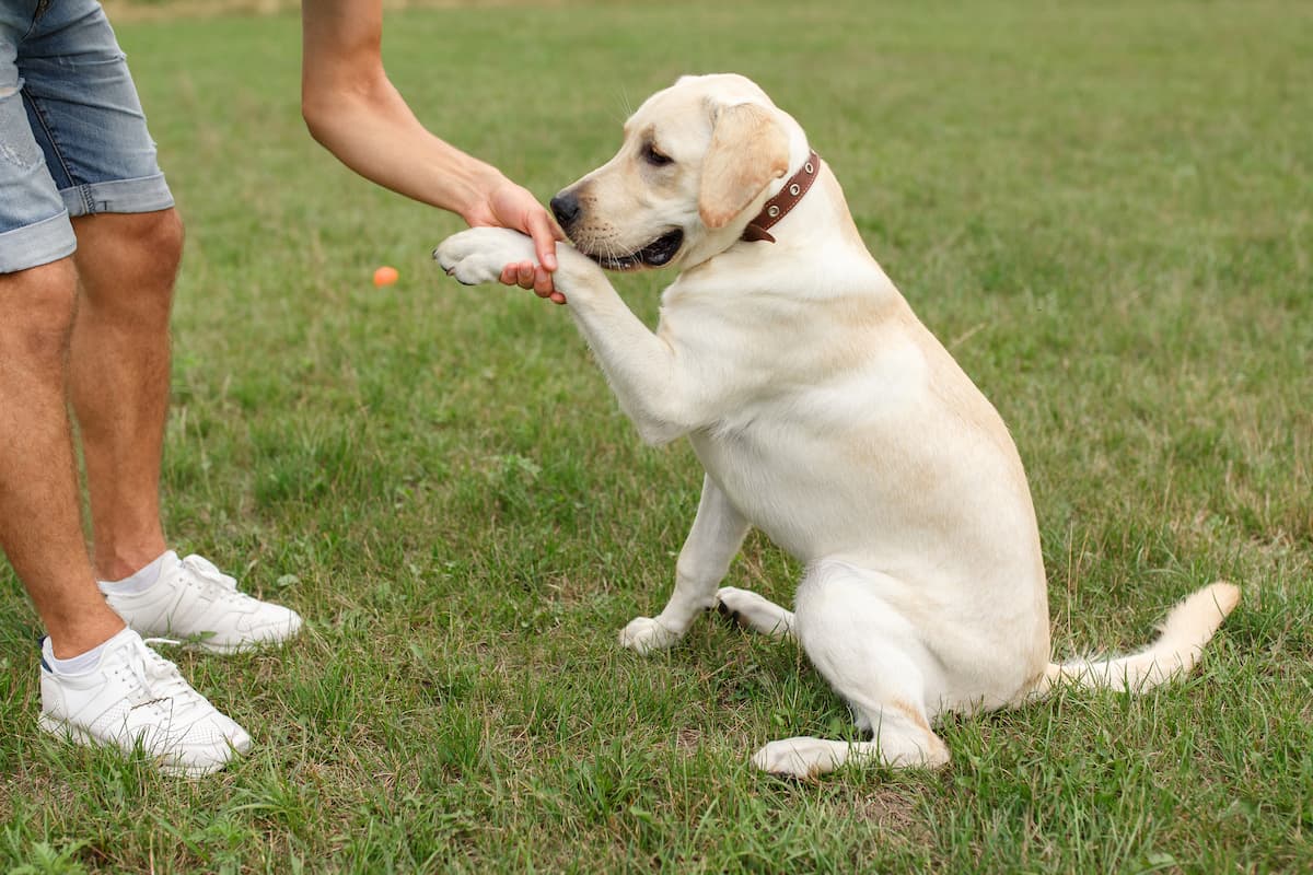 labrador dando a pata