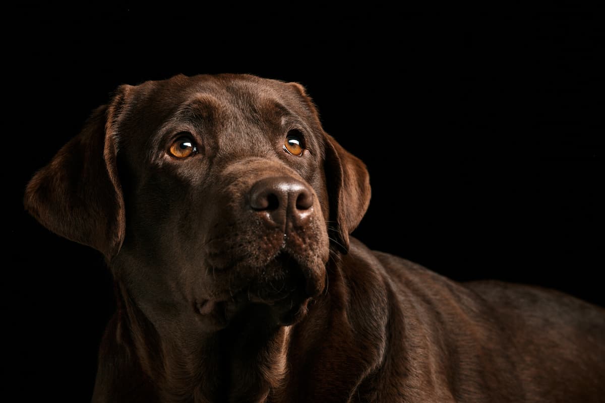 labrador de pelo escuro