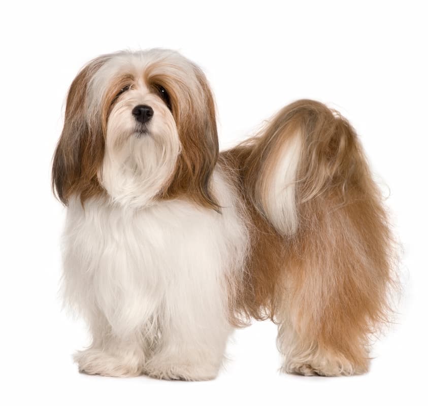 lhasa apso de corpo todo