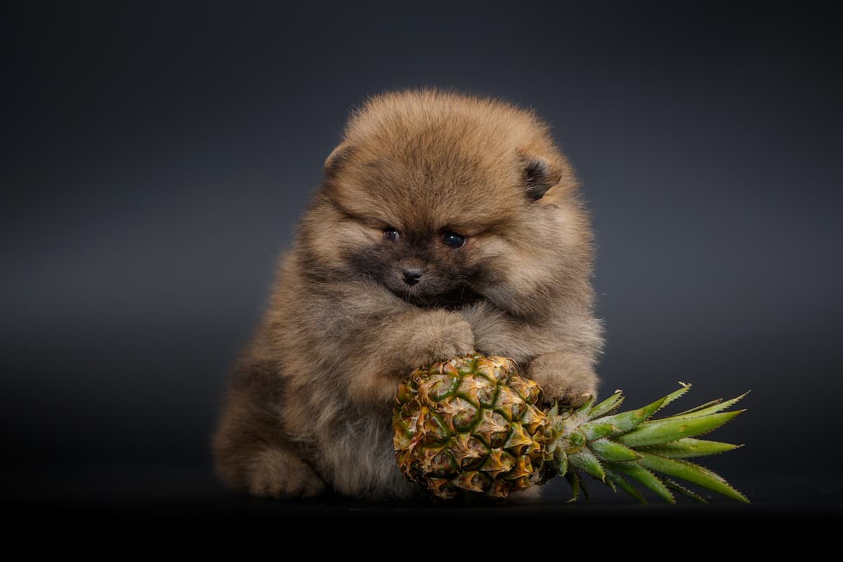 lulu da pomerania com abacaxi