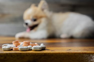 Dramin para cachorro: pode dar? Tire suas dúvidas e saiba o que considerar