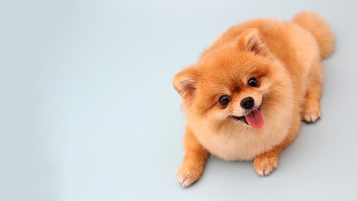 lulu da pomerania