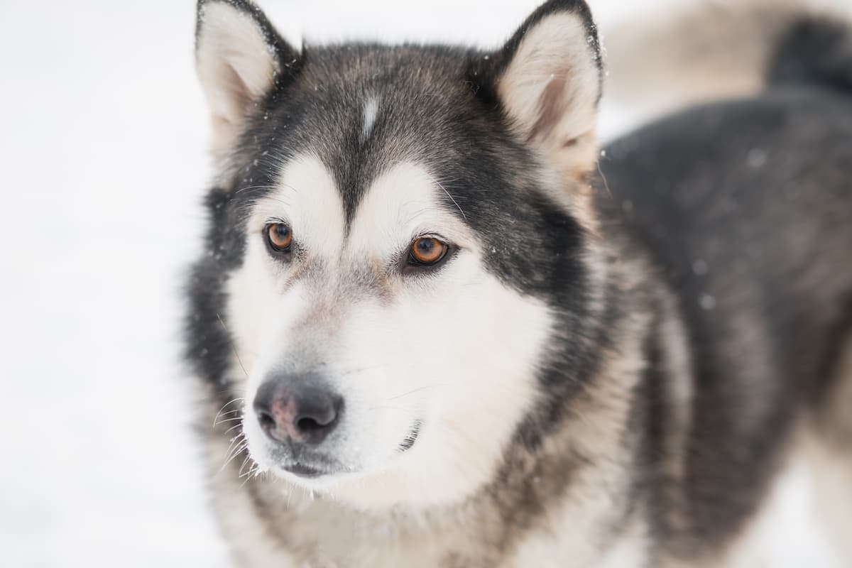 malamute do alasca na neve