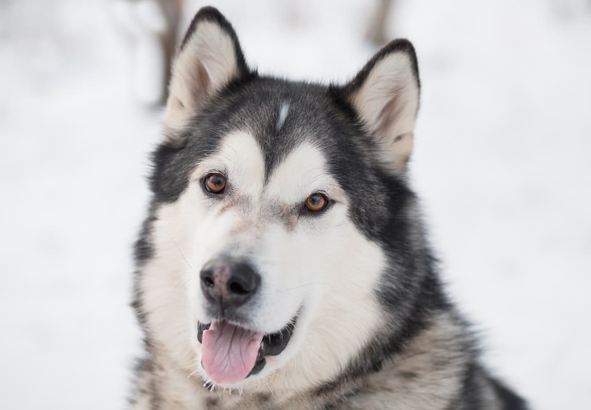 malamute do alasca