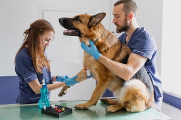 pastor alemão no veterinário