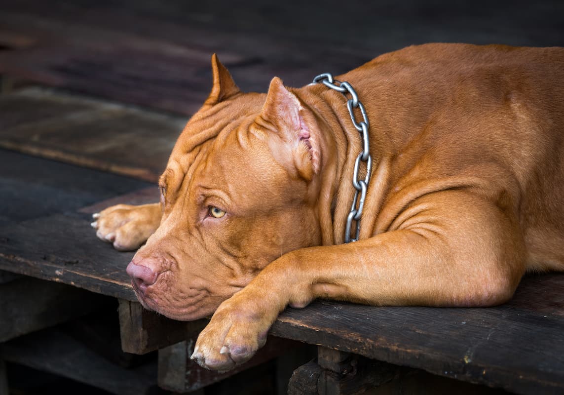 pitbull marrom deitado