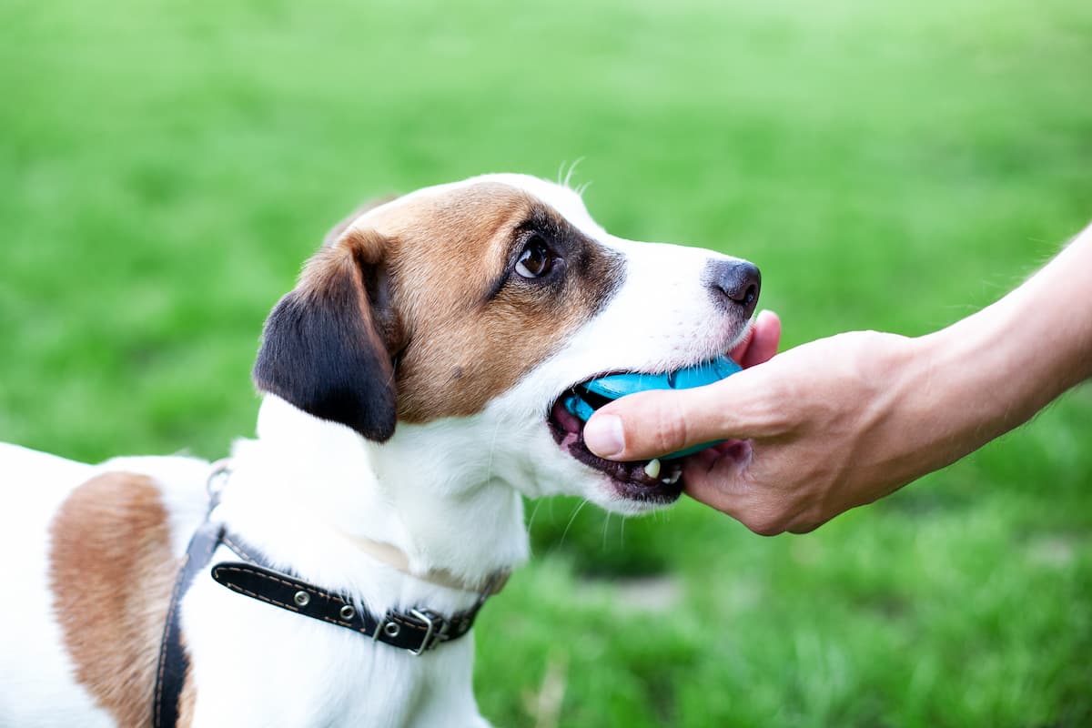jack russell terrier treinando com bolinha