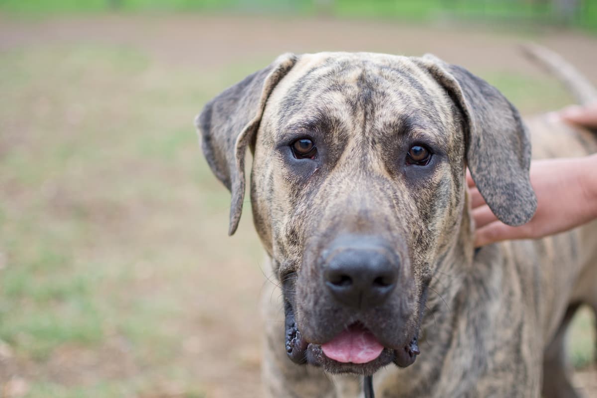 rosto dogue canário