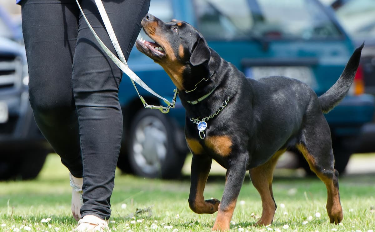 rottweiler na coleira