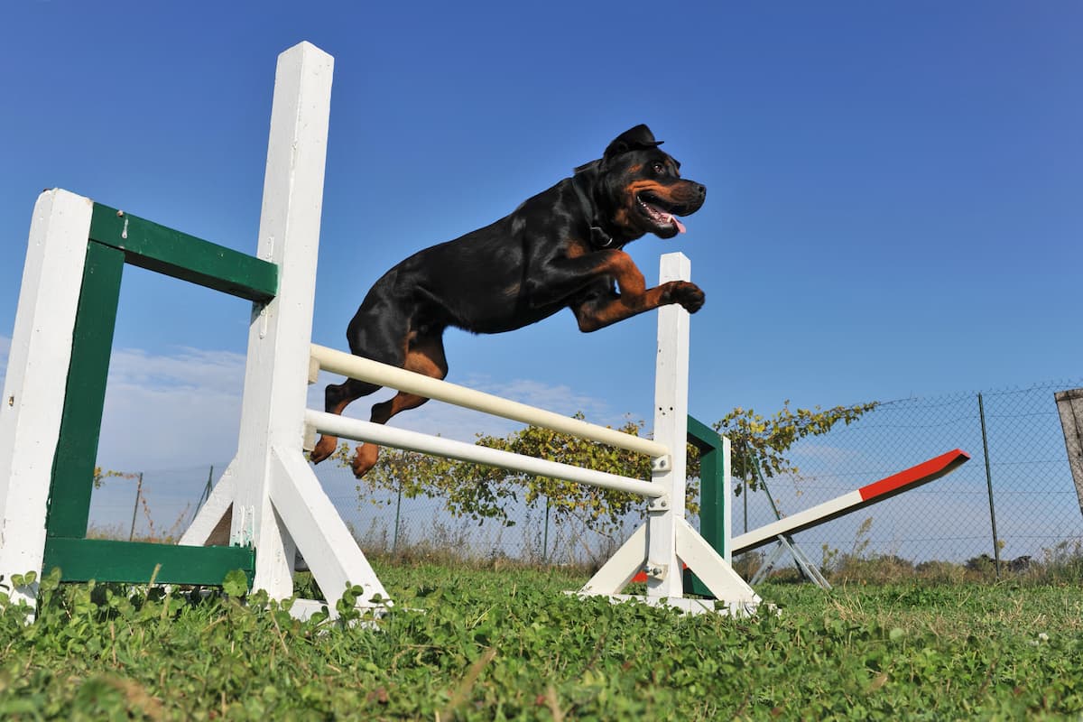 rotweiller pulando obstáculo