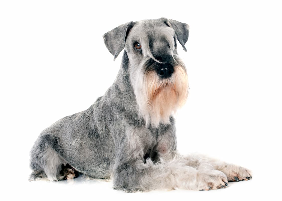 schnauzer cinza