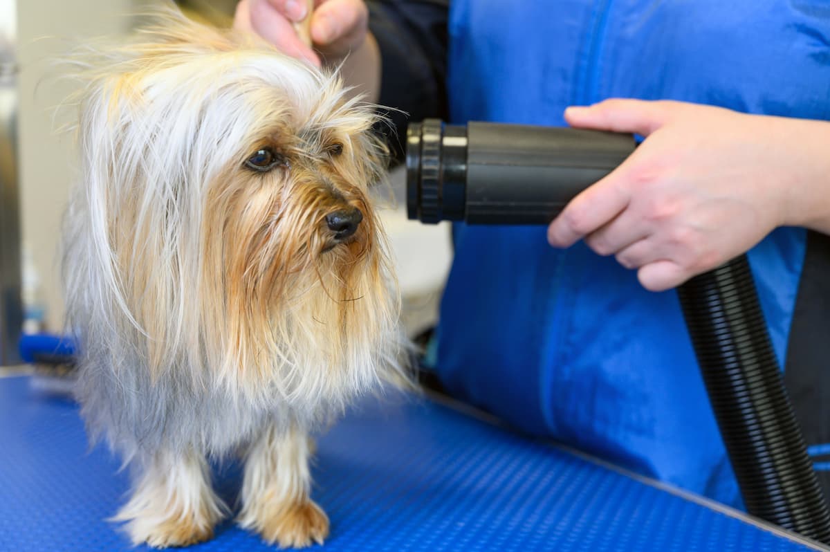 secador próprio para cachorro