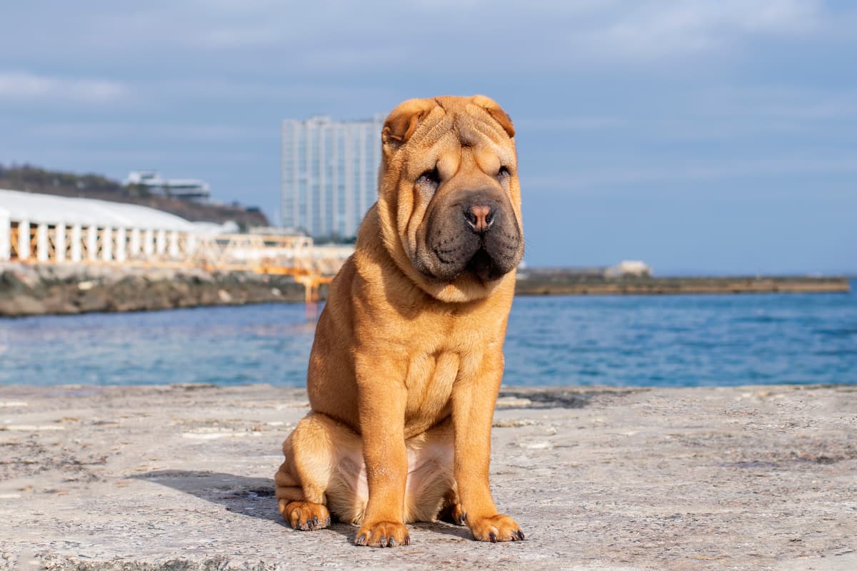 shar pei