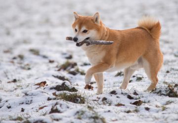 shiba inu com graveto na neve