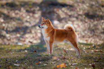 shiba de corpo inteiro