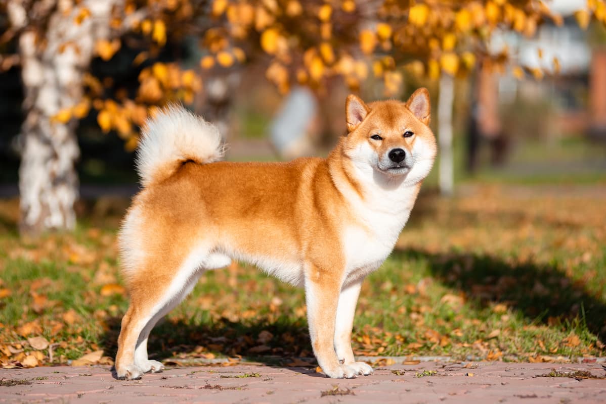 shiba inu de corpo inteiro