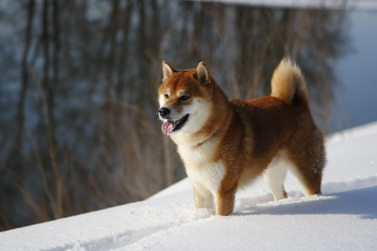 shiba inu na neve