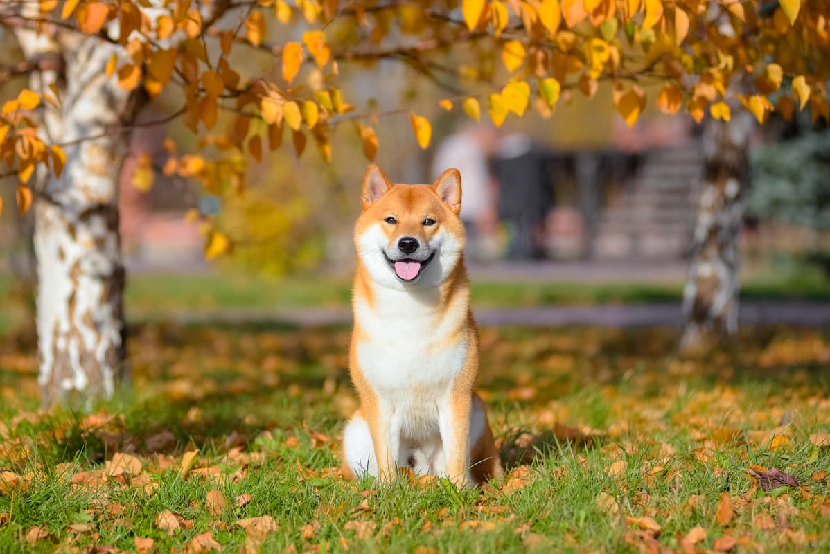 shiba inu sentado