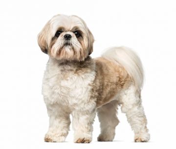 shih tzu de corpo todo