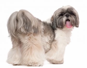 shih tzu estudio