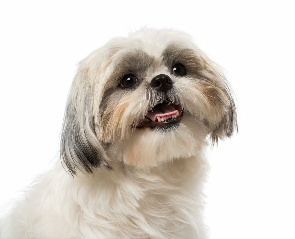 shih tzu rosto