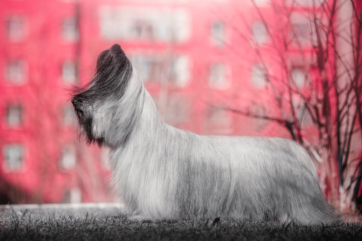 sky terrier