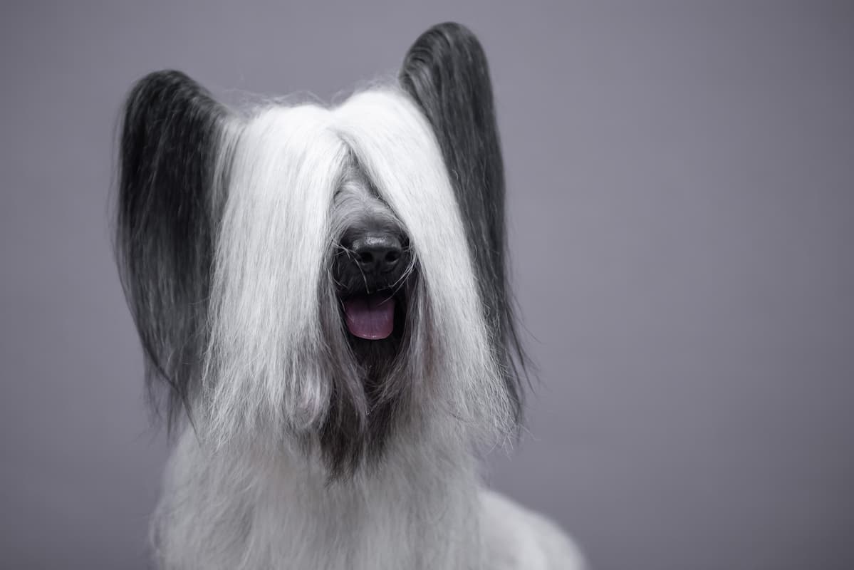 skye terrier cinza