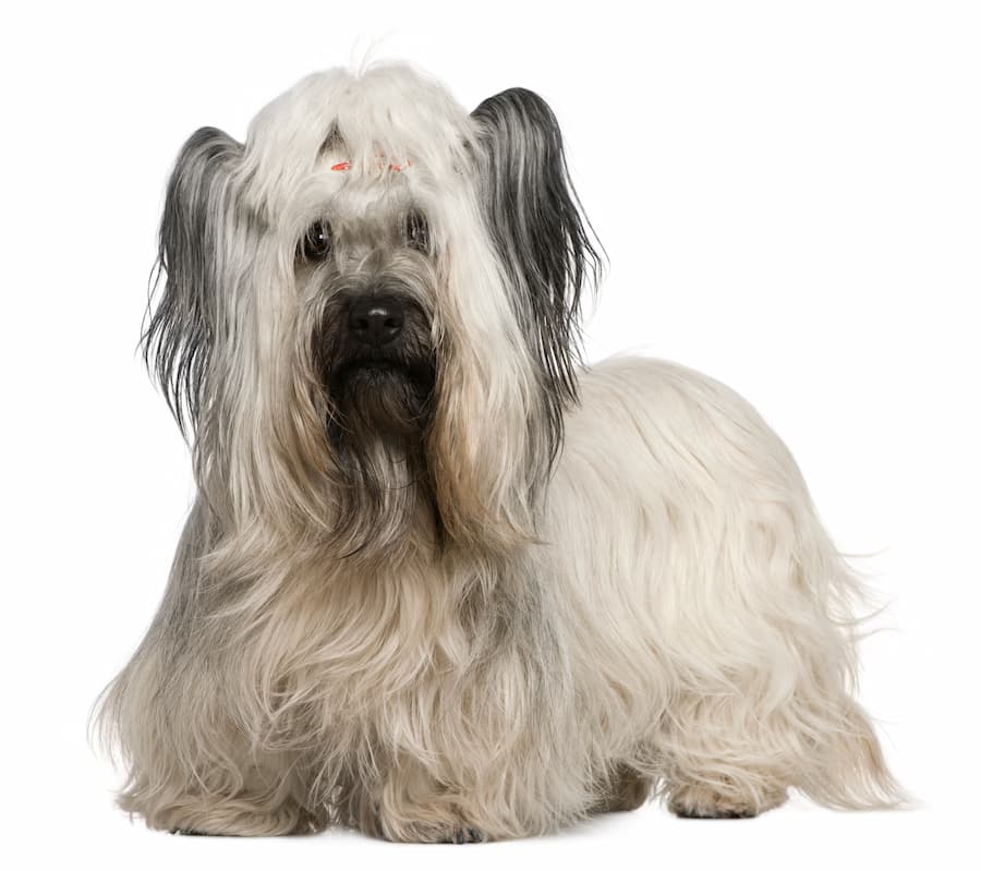 skye terrier creme