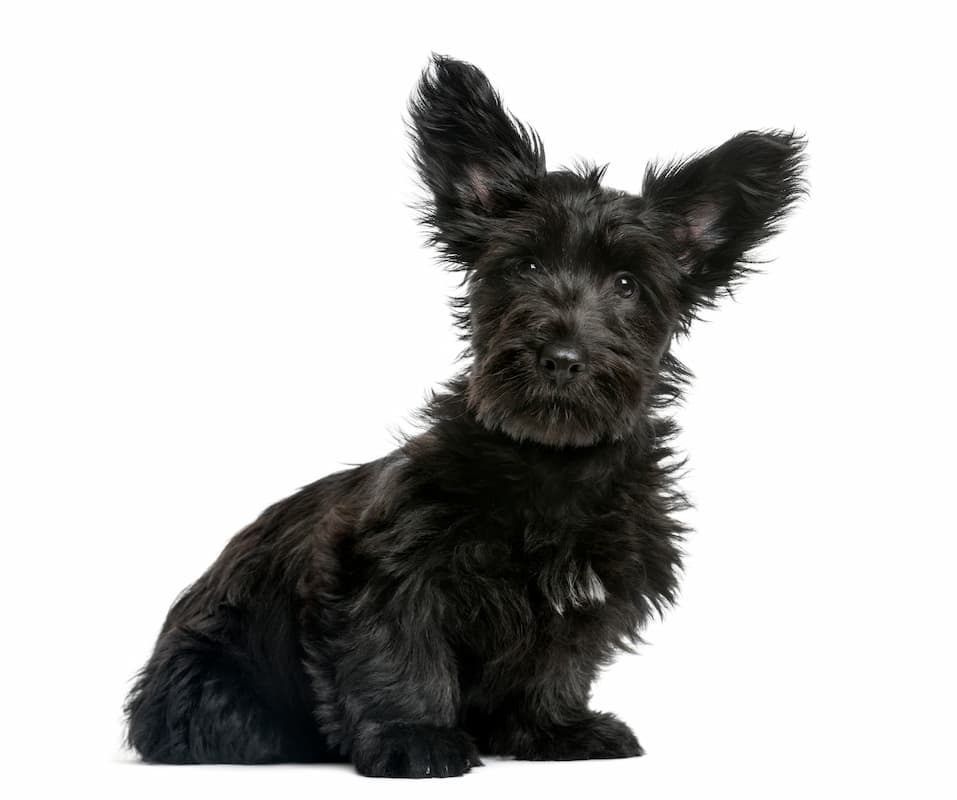 skye terrier preto