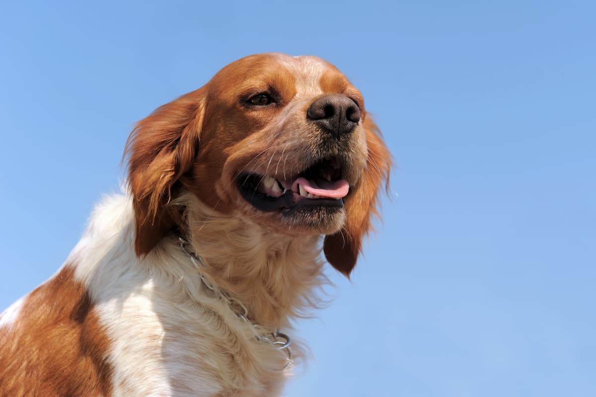 spaniel bretao ceu azul