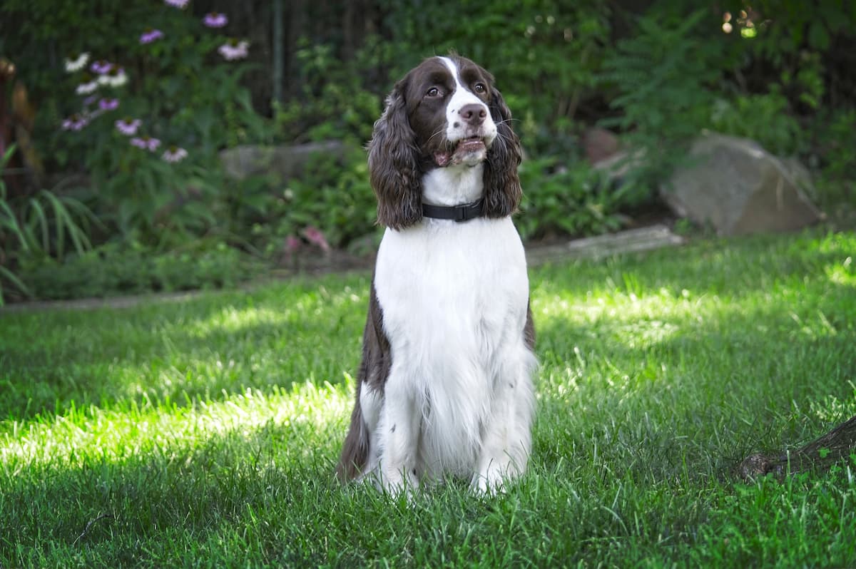 spring spaniel na grama