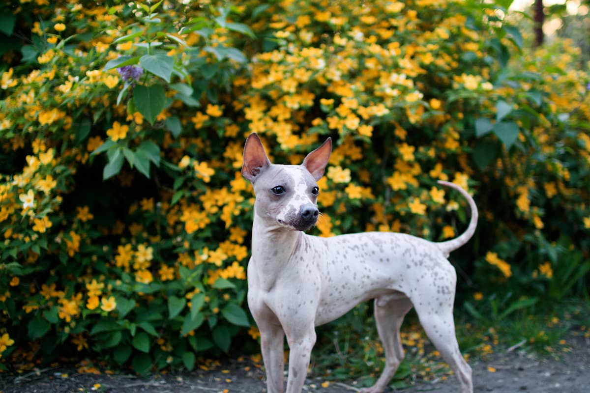 terrier pelado americano