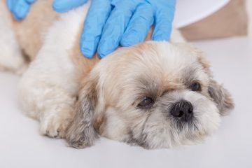 veterinário com as mãos no cachorro