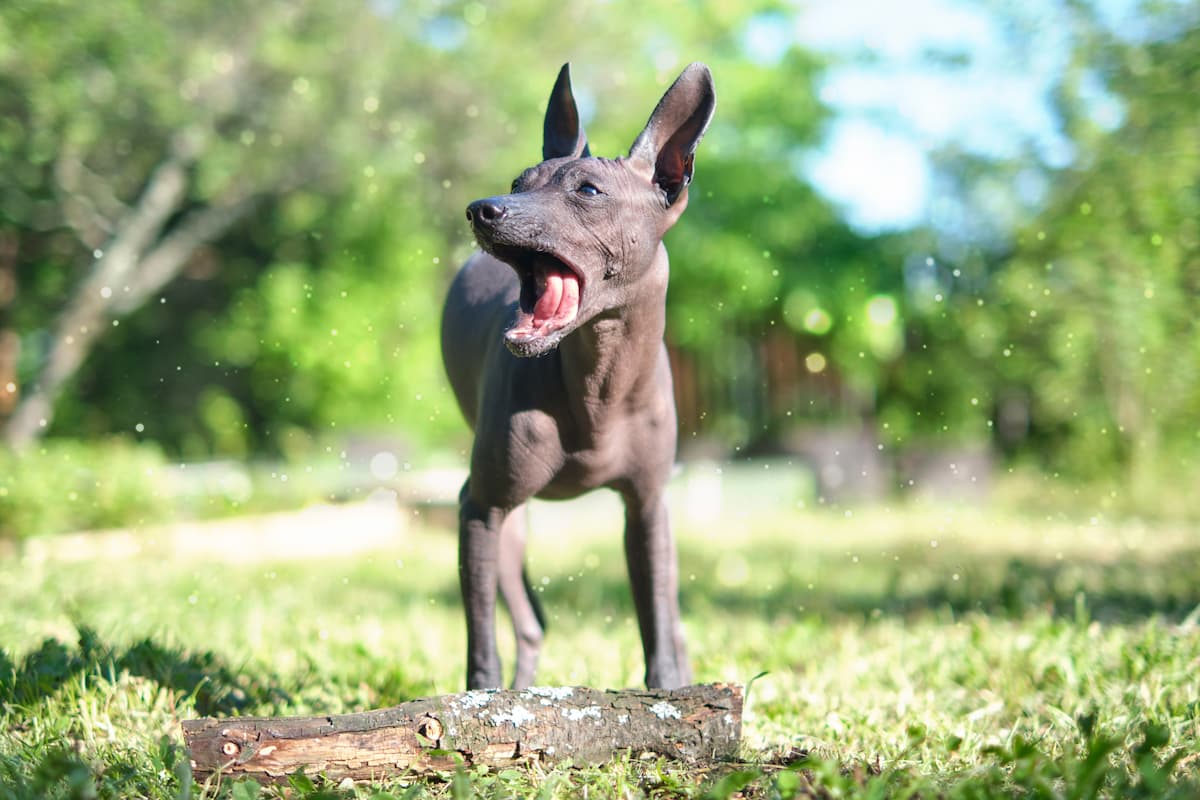 xoloitzcuintle