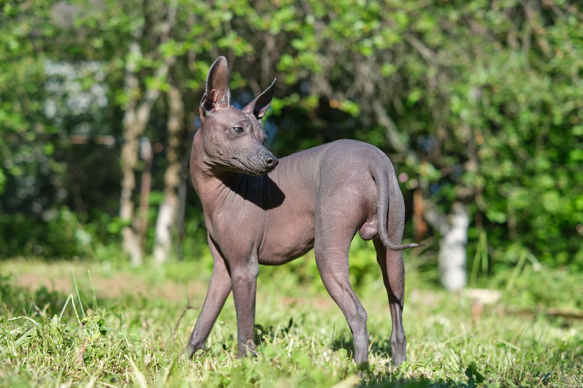 xoloitzcuintle na grama