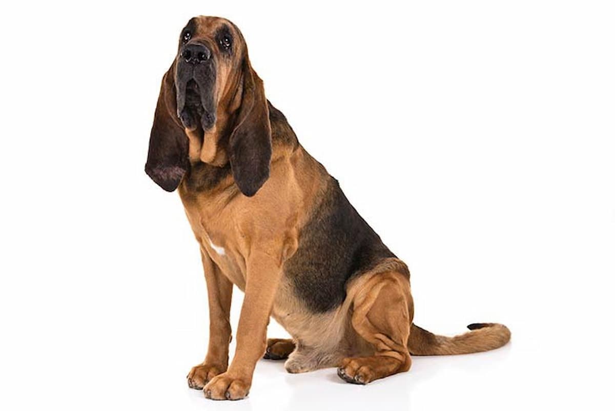 Bloodhound sentado