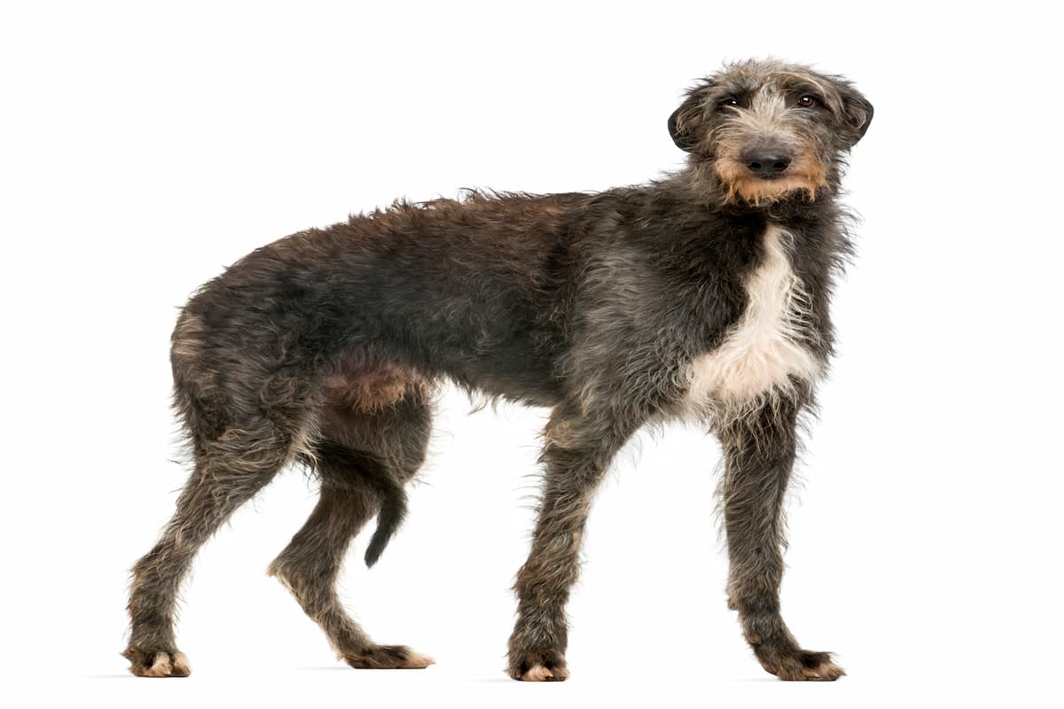 Deerhound ou galgo escocês