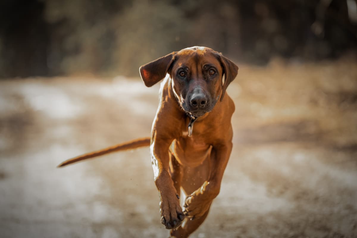 Rhodesian Ridgeback