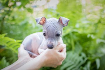 american hairless filhote