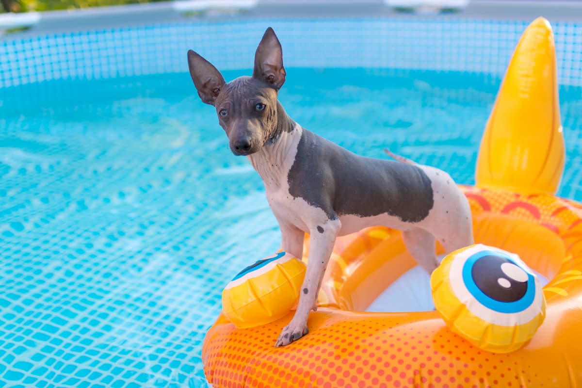 american-hairless-terrier