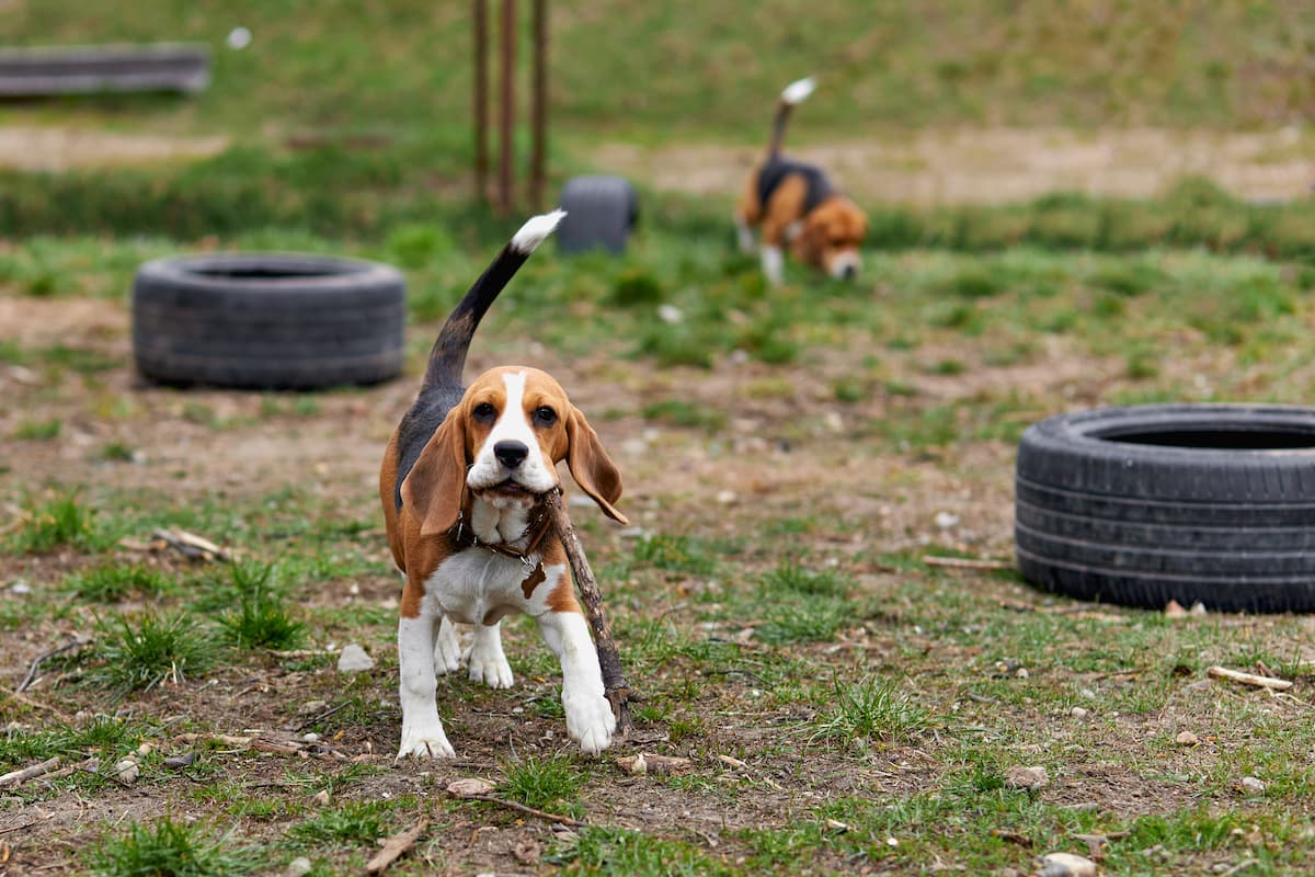 beagle brincando na grama