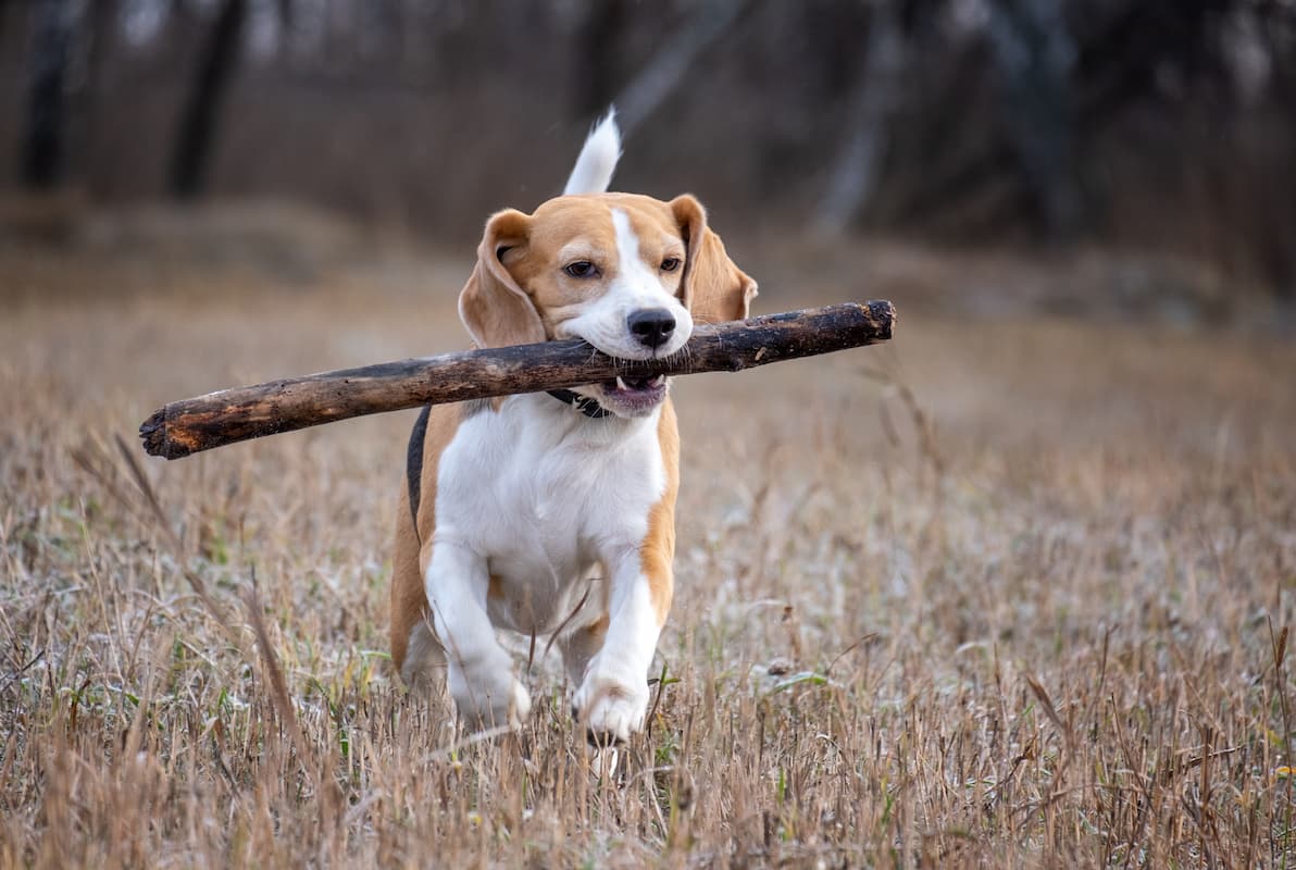 beagle com graveto na boca