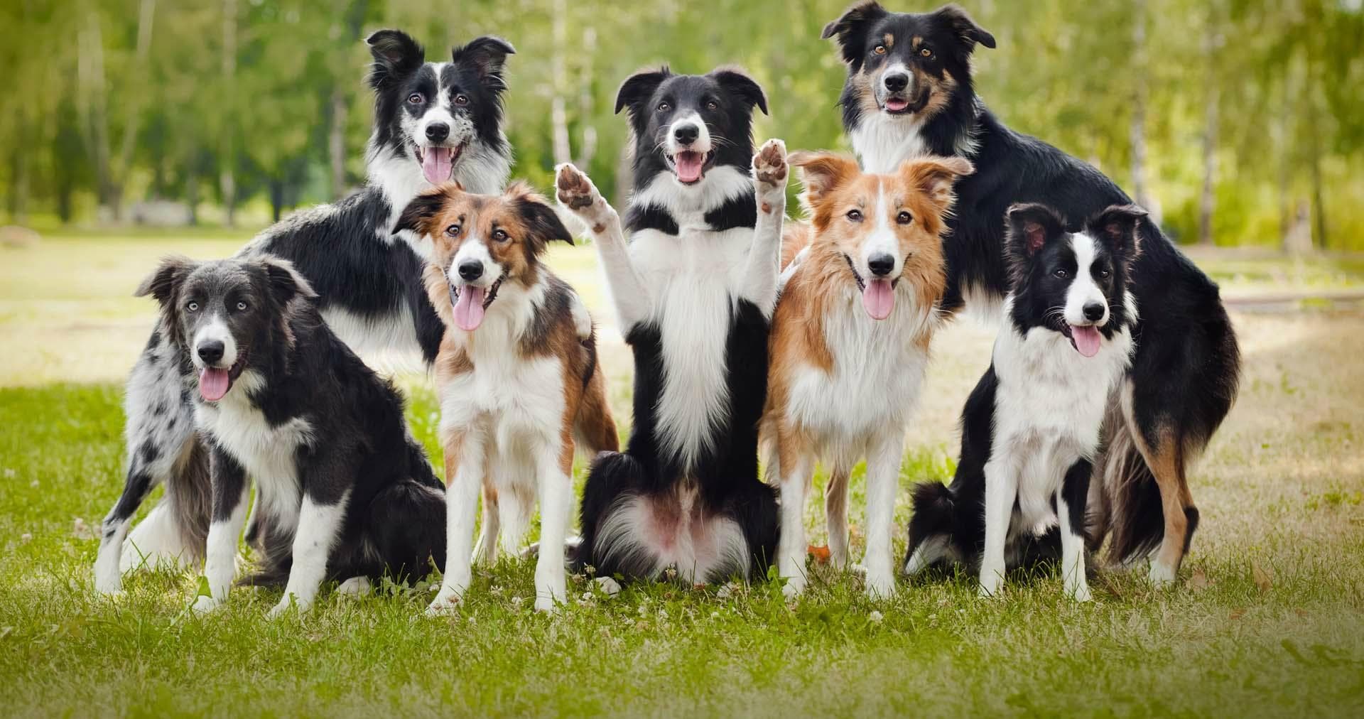 Border collie