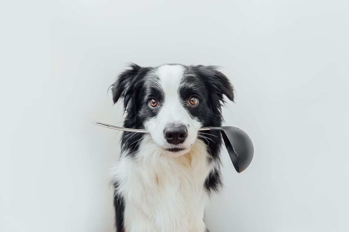 border collie com concha na boca