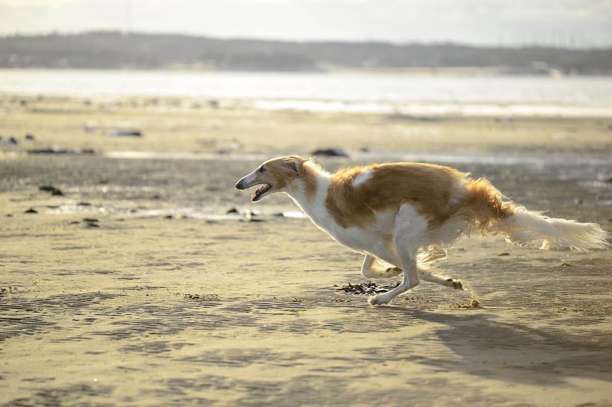 borzoi correndo