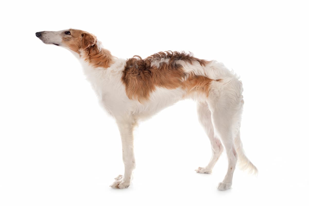 borzoi