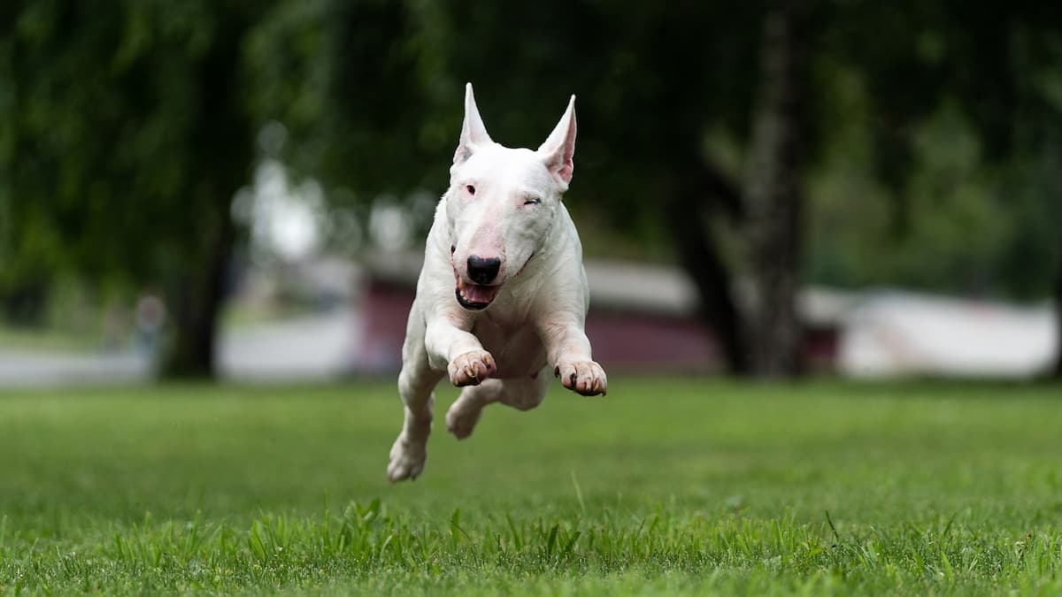 bull terrier correndo na grama