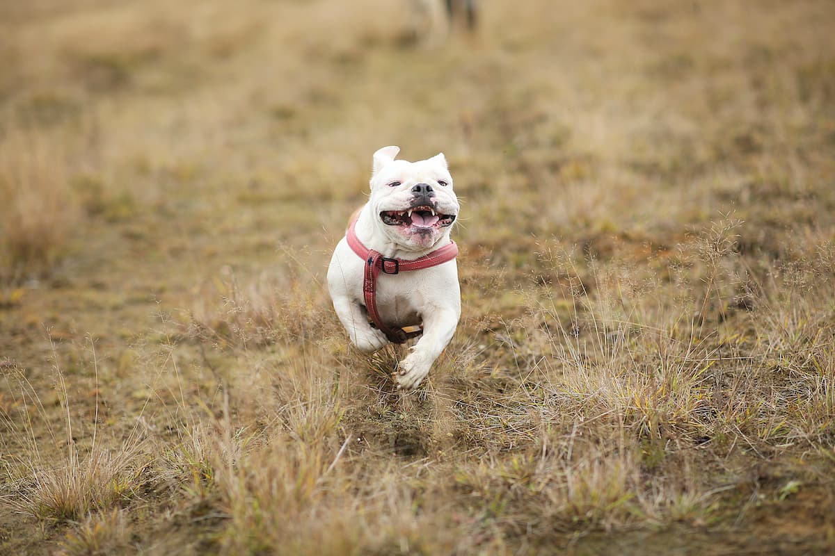 bulldogue ingles correndo na grama